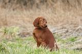 SETTER IRLANDAIS 223